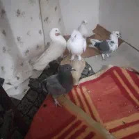 ۵تا گرفتنی ۵۰۰