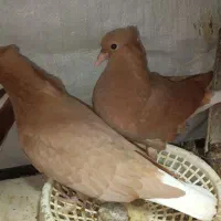 یه جفت جوجه زرد دمسفید