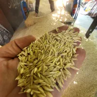 کاه جو