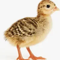 جوجه بوقلمون