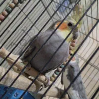 عروس هلندی