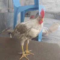 مرغ خرس