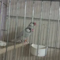 فنج بنگالی و نرگسی