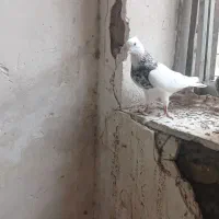 طوقی کرمانشاهی و هفت رنگ نر