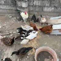 مرغ و اردک