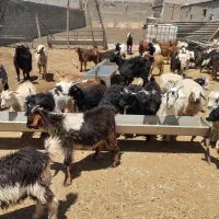 سلام کهر نر ماده برای فروش