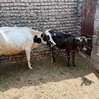 گاو گوساله فروشی