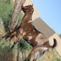 کهره ماده تا الان زیه نداد باسه عیدی هم خوبه