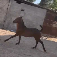 اسب|اسب و تجهیزات اسب‌سواری|مرودشت, رودبال|دیوار