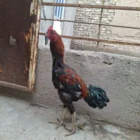 خروس لاری