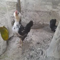 تخم مرغ،نیمچه،،خروس