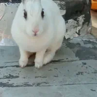 خرگوش