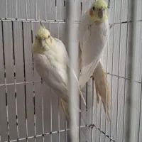 عروس هلندی