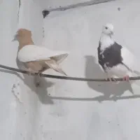 کفتر