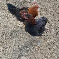 نیمچه خروس
