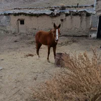 اسب|اسب و تجهیزات اسبسواری|مشهد, موسوی قوچانی|دیوار
