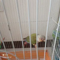 فروش طوطی گرینچیک