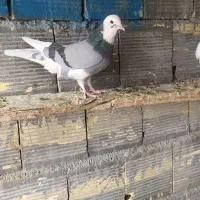 کفتر شازده سبز و ابلغ سبز پرشی جفت 600