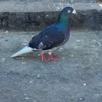 کفتر|پرنده|مشهد, موعود|دیوار