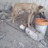 سگ واگزاری