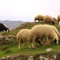 فروش گوسفند