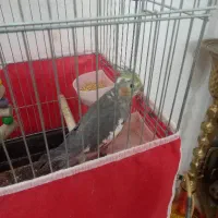 عروس هلندی با قفس نو بزرگ