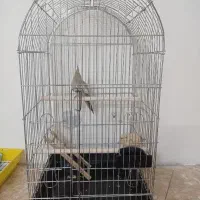 قفس پرنده