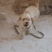 فروش سگ خونگی