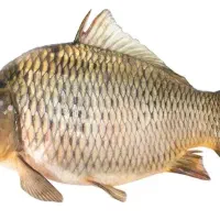 ماهی کپور تازه
