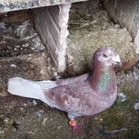 چندتا کفترفروشی