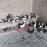جوجه گلین دو ماهه و کوچکتر