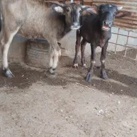 دو عد کاومیش نر