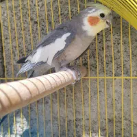 عروس هلندی