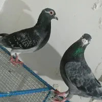 نر ماده سنگی
