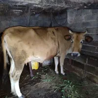 فروش گاو ماده