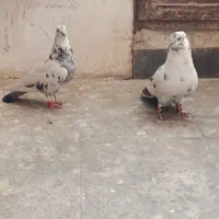 کفتر