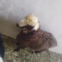 دوتا بره نرو ماده