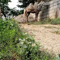 اسب کاری باری آرام  سال ۵