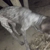 سگ پوینتر