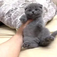 یک عدد گربه سررپرست میشم