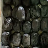 خرما درجه یک و درجه دو فروش سریع فقط امشب
