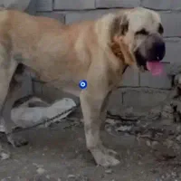 سگ پژدر|سگ|تولم شهر, |دیوار