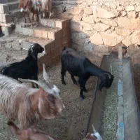 بز وکهره