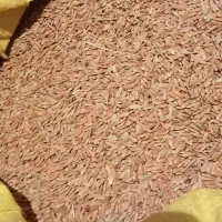 چلتوک لجان
