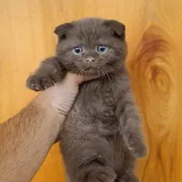 اسکاتیش چاکلت نر و ماده خرسی