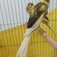 جوجه قناری رسمی بلندچهارماهه