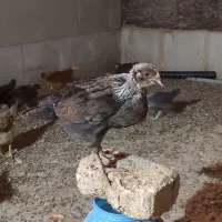 جوجه مرغ و خروس