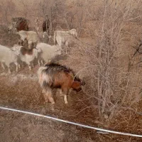 باسلام فروشی