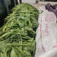 سبزی آش وقورمه تازه همه روزه موجودشد