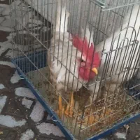 خروس|حیوانات مزرعه|شیراز, شهرک گلستان شمالی|دیوار